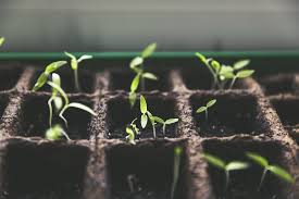 Marijuana, Cannabis, Sprouting, Budding